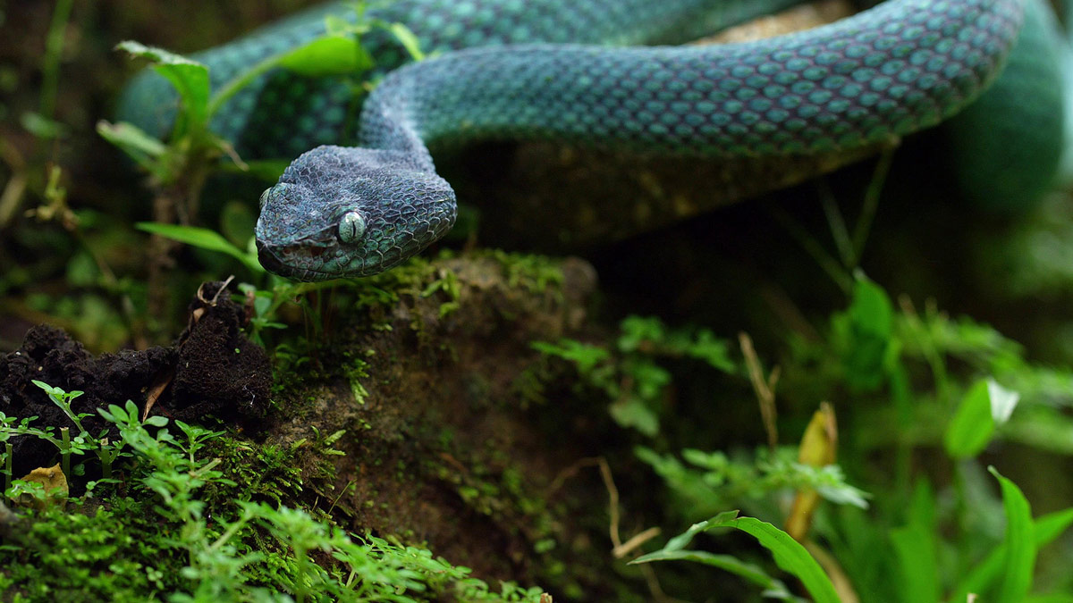 Snake Vile Same Day Medical Delivery